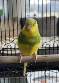 Found Parakeet