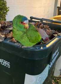Found White Fronted Amazon