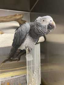Found African Grey