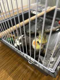 Found Cockatiel