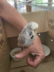 Found Budgerigar