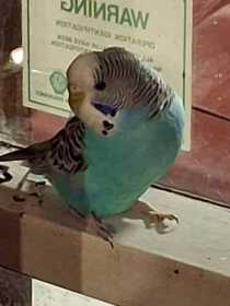 Found Budgerigar