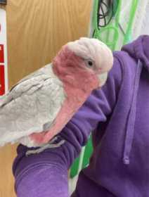 Found Galah Cockatoo