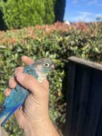 Found Conure