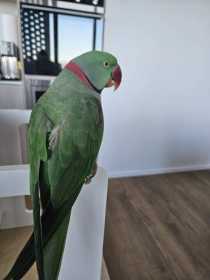 Found Alexandrine