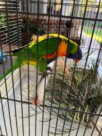 Found Lory / Lorikeet