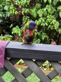 Found Lory / Lorikeet