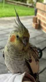 Found Cockatiel