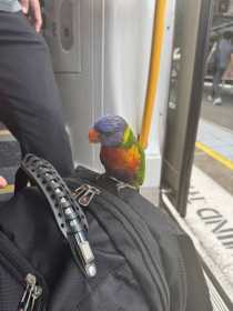 Found Lory / Lorikeet