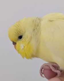 Found Budgerigar
