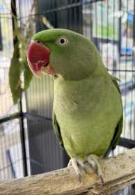 Found Alexandrine
