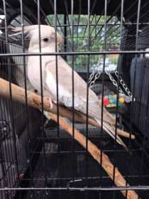 Found Cockatiel