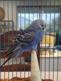 Found Budgerigar