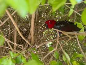 Found Eclectus