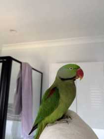 Found Alexandrine