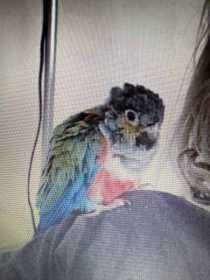 Found Conure