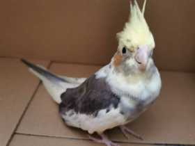 Found Cockatiel