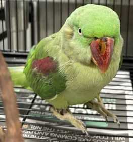 Found Alexandrine