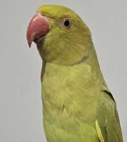Found Indian Ringneck Parakeet