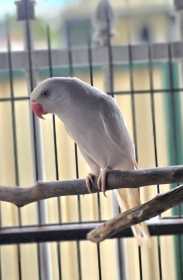 Found Indian Ringneck Parakeet