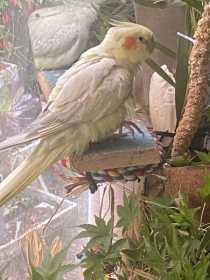 Found Cockatiel