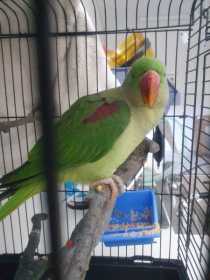 Found Alexandrine