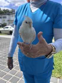 Found Cockatiel