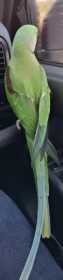 Found Alexandrine