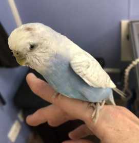 Found Budgerigar