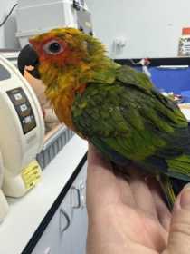 Found Conure