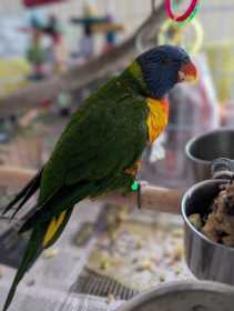 Found Lory / Lorikeet