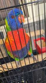 Found Lory / Lorikeet