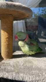 Found Alexandrine