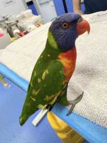 Found Lory / Lorikeet