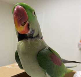 Found Alexandrine