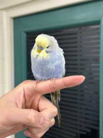 Found Budgerigar