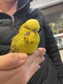 Found Budgerigar