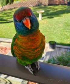Found Lory / Lorikeet