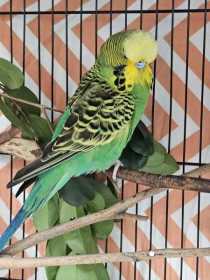 Found Budgerigar