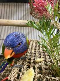Found Lory / Lorikeet