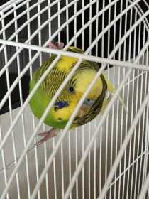 Found Budgerigar