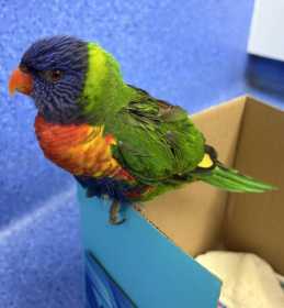 Found Lory / Lorikeet