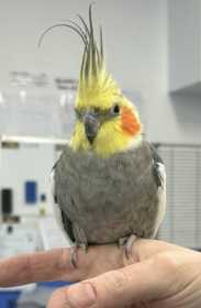 Found Cockatiel