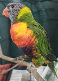 Found Lory / Lorikeet