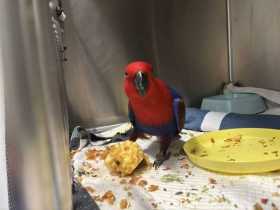 Found Eclectus