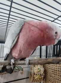 Found Galah Cockatoo