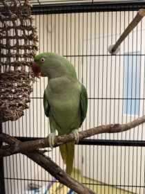 Found Alexandrine