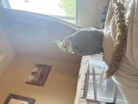Found Cockatiel Found Cockatiel