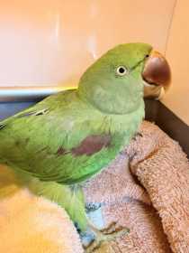 Found Alexandrine