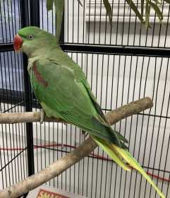 Found Alexandrine